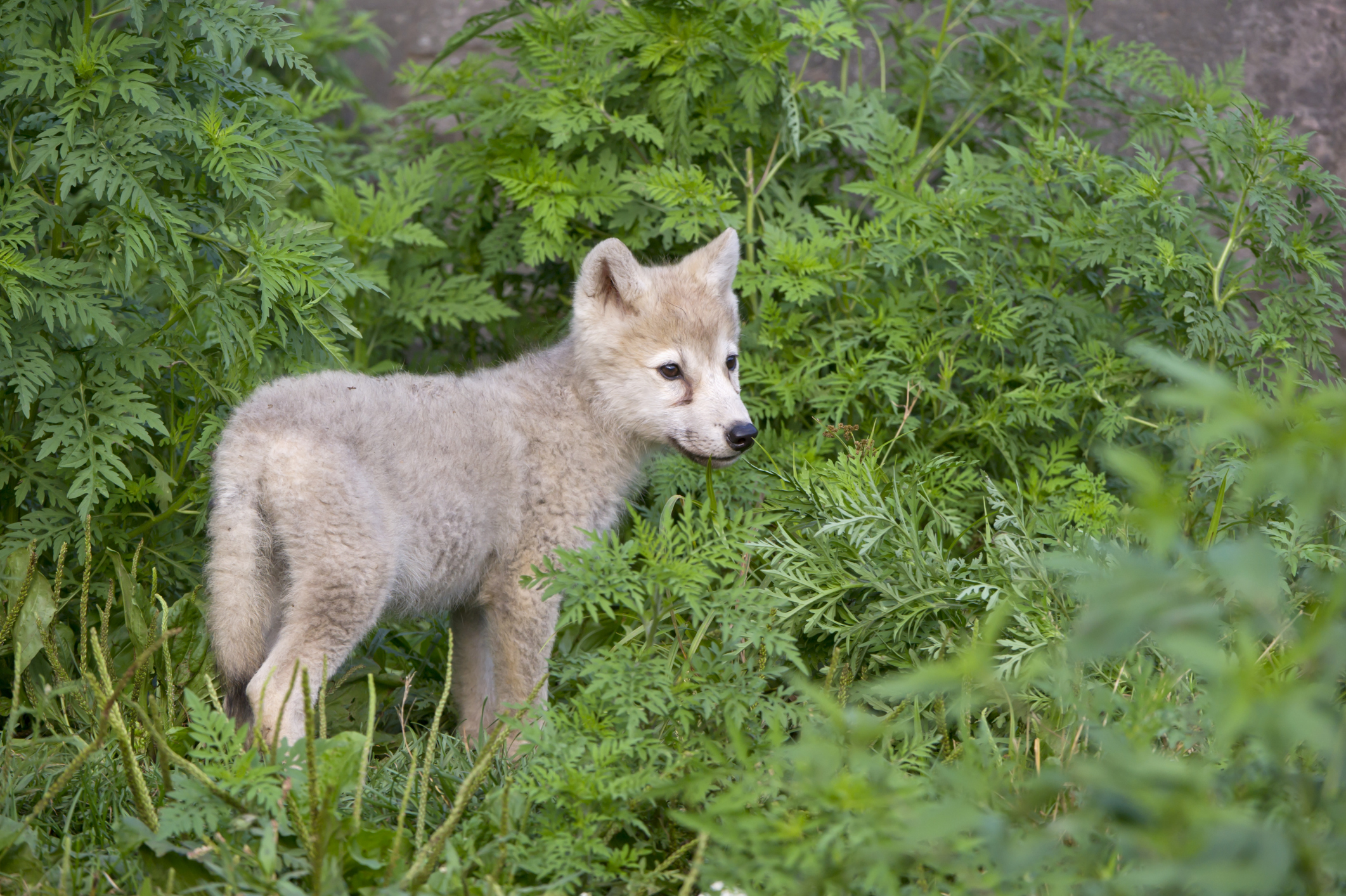 Play Wolf Cub